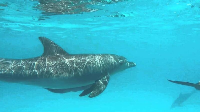 Zanzimaldives: Mnemba Dolphins, Zoo, Sea Turtles & The Rock - Authentic Experiences from Reviews