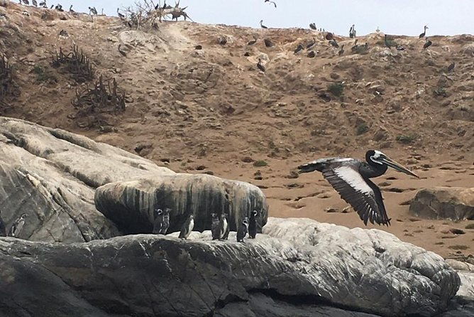 zapallar-and-cachagua-island-experience