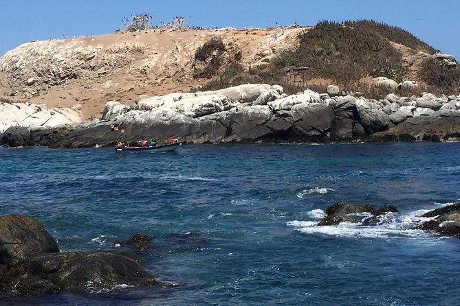 zapallar-walking-bird-watching-penguins-lunch-from-valparaiso