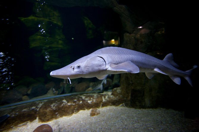 zaragoza-aquarium-admission-ticket