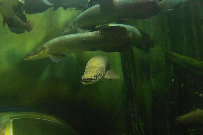 zaragoza-aquarium-admission-ticket