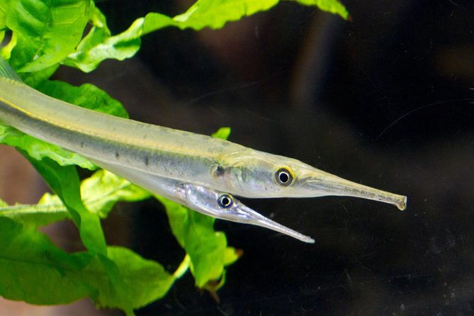 zaragoza-aquarium-admission-ticket