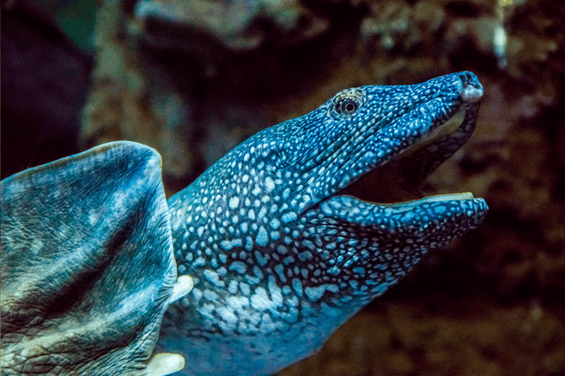 zaragoza-aquarium-entry-ticket