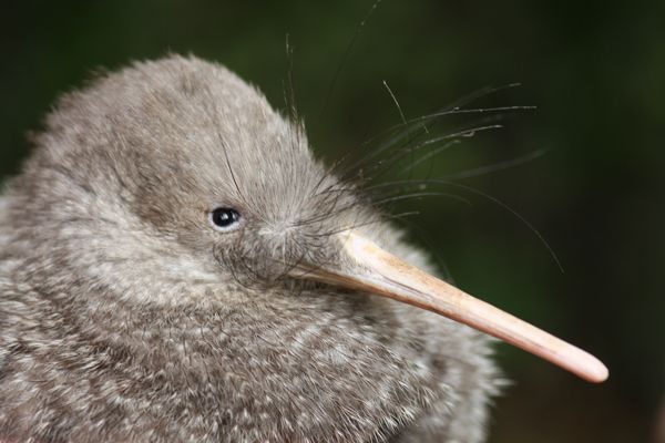 Zealandia by Night Tour - Key Points