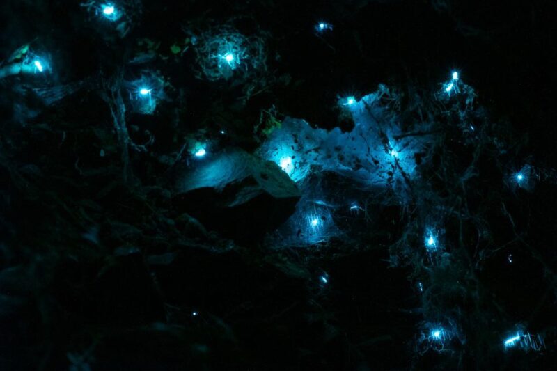 Zealandia by Night Tour - Practical Considerations