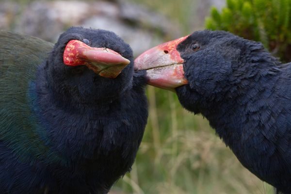 Zealandia by Night Tour - Why You Should Consider This Tour