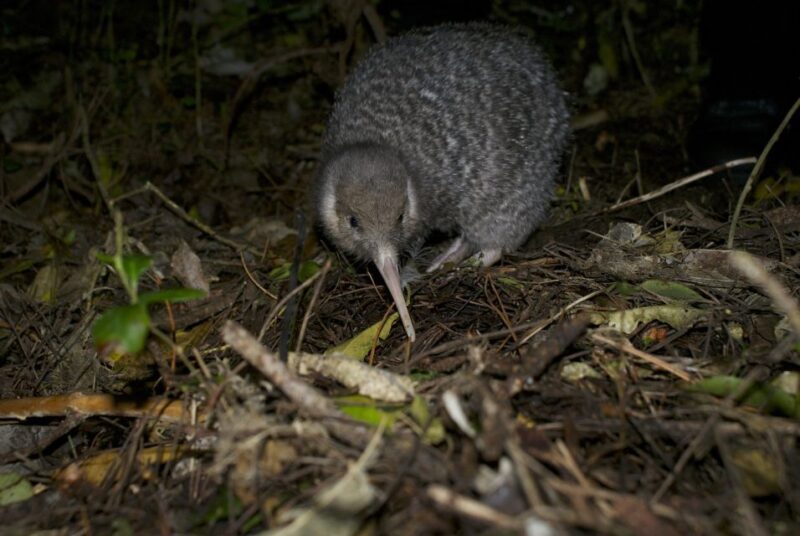Zealandia by Night Tour - FAQs