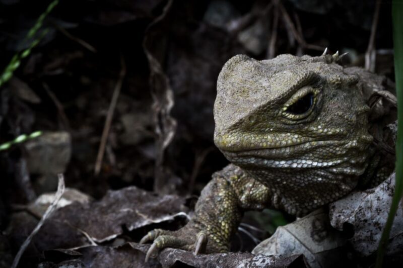 Zealandia by Night Tour - Final Thoughts
