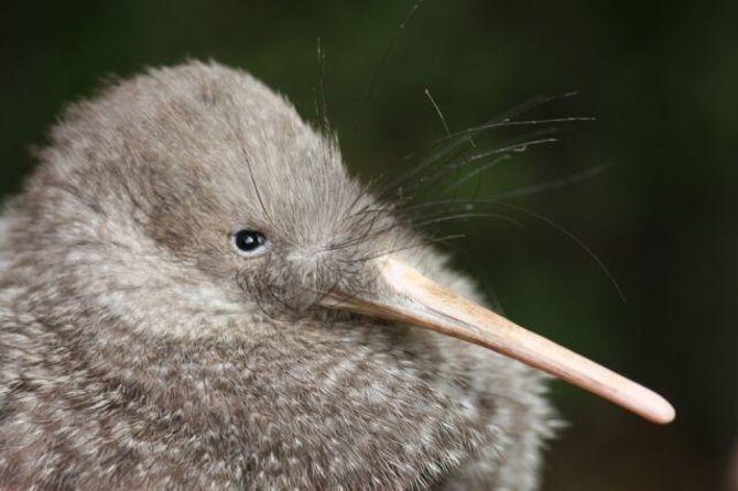 Zealandia Small Group Eco Wildlife Night Tour - Discovering Zealandia by Night: An Unforgettable Wildlife Experience