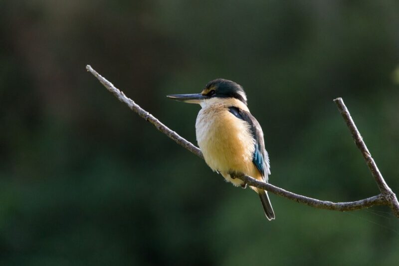 Zealandia Twilight Ecosanctuary Tour - Key Points