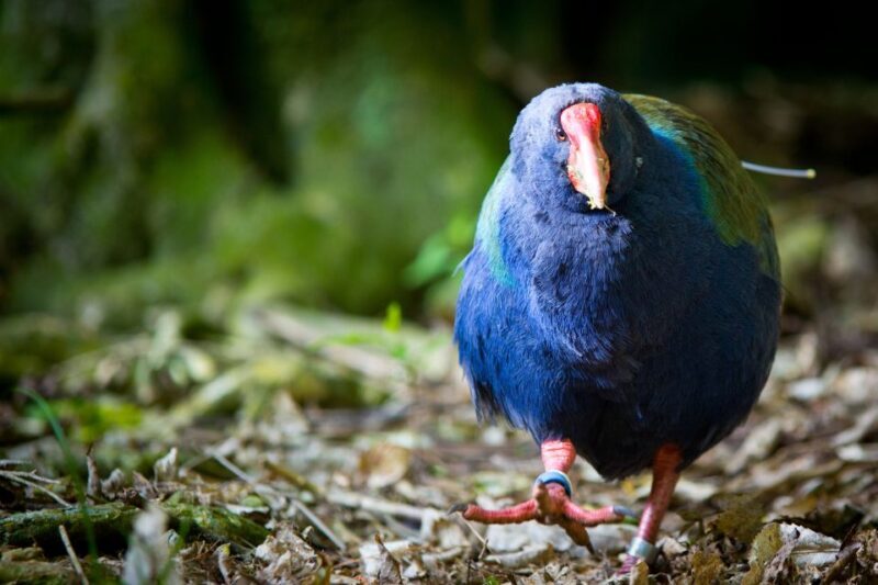 Zealandia Twilight Ecosanctuary Tour - Why This Tour Offers Great Value
