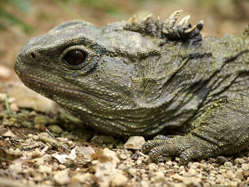 Zealandia Twilight Ecosanctuary Tour - Who Should Consider This Tour?