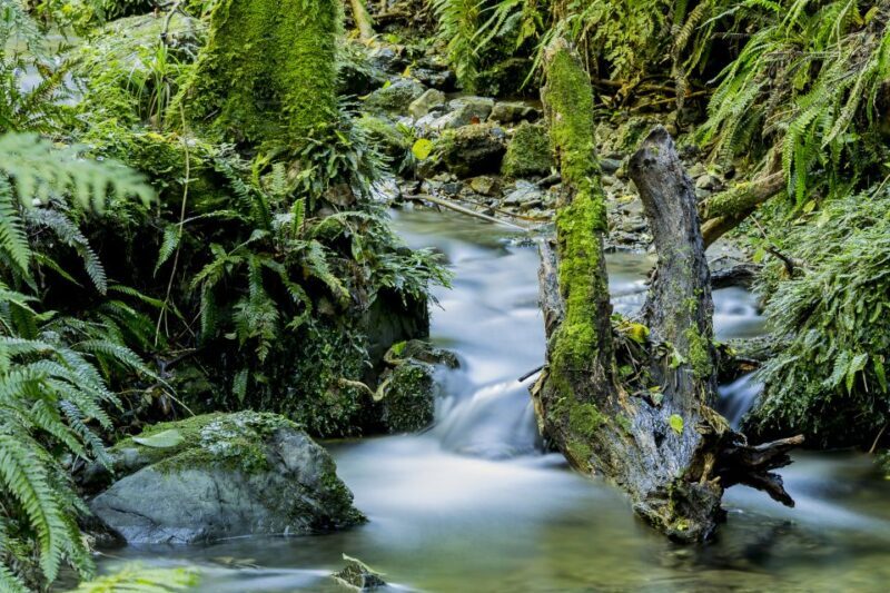Zealandia Twilight Ecosanctuary Tour - FAQs