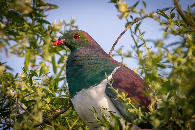 Zealandia - Twilight Guided Eco Wildlife Tour - Final Thoughts