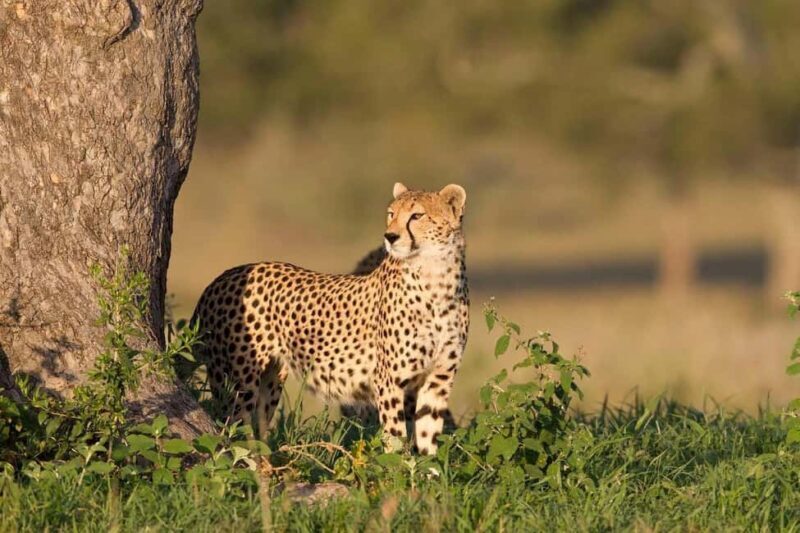 Zebra Plains budget safari tour - Overview of the Itinerary