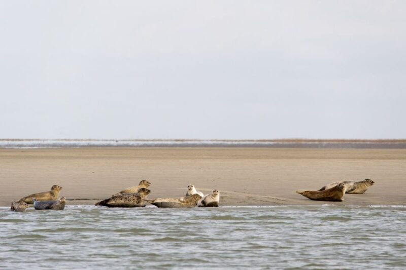 zeebrugge-seal-watching-boat-tour-with-glass-of-champagne