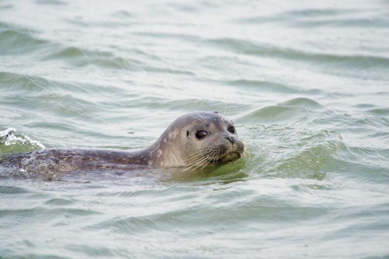 zeebrugge-seal-watching-boat-tour-with-glass-of-champagne