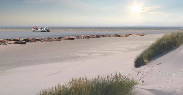 zeebrugge-seal-watching-boat-tour-with-glass-of-champagne