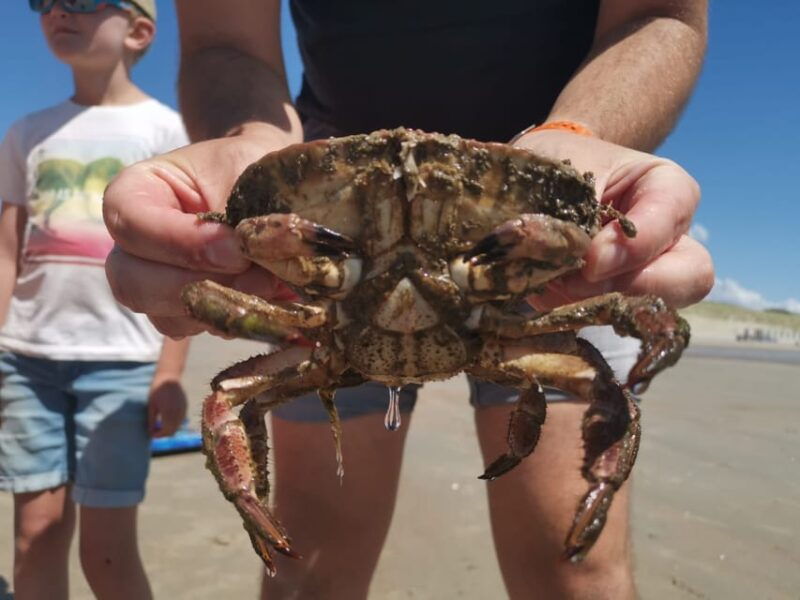 zeeland-beach-safari-with-fishing-net-nl