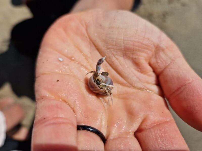 zeeland-beach-safari-with-fishing-net-nl