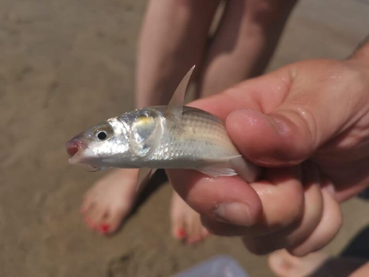zeeland-beach-safari-with-fishing-net-nl