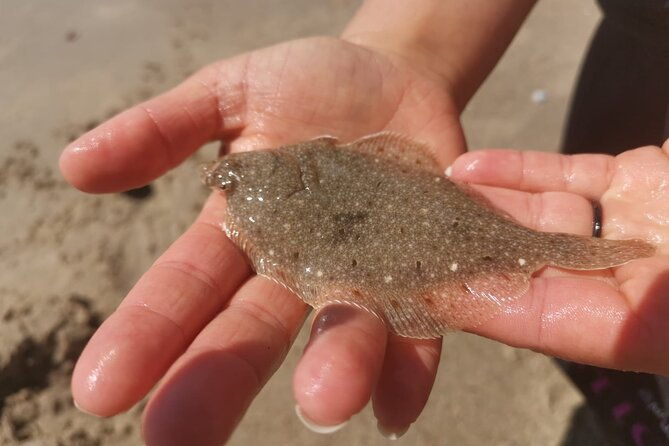 zeeland-beach-safari-with-fishnet-nl-de