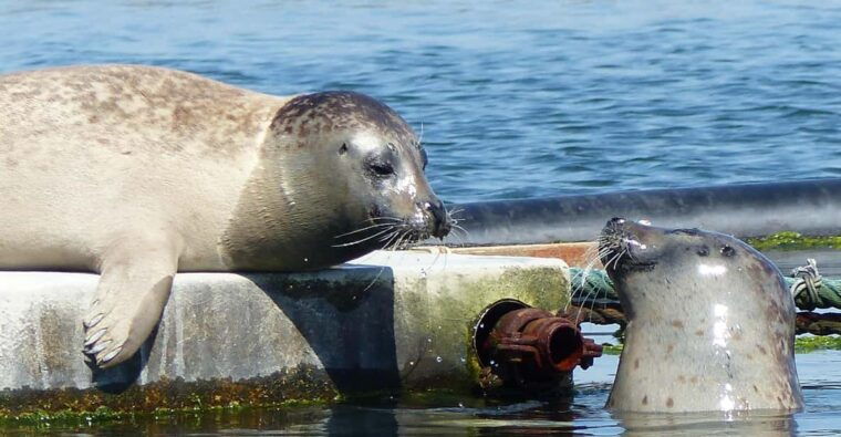 zeeland-seal-beach-safari-nl-de