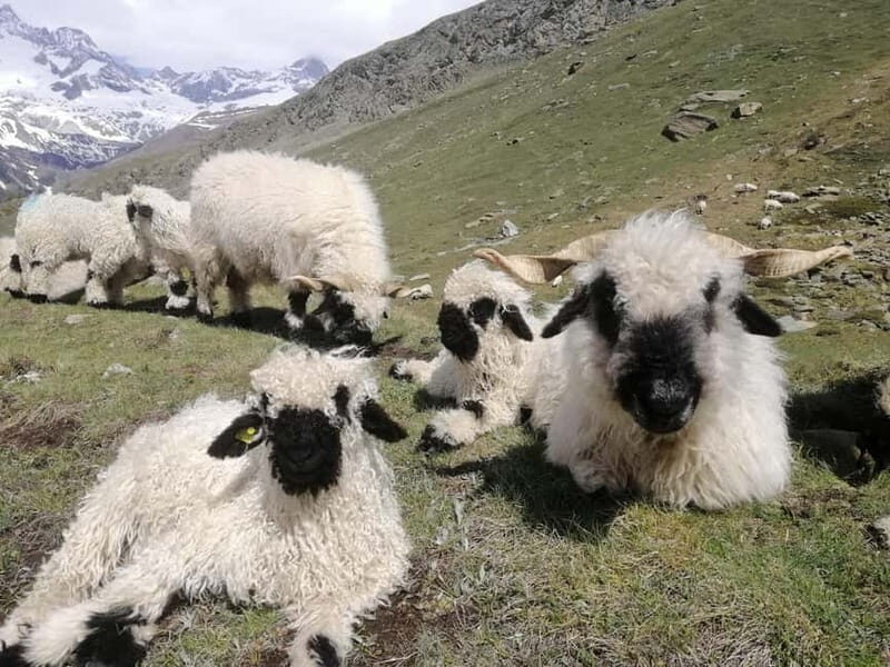 Zermatt: Matterhorn Glacier Paradise & Schwarzsee Hike - The Sum Up