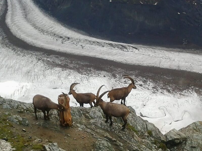 Zermatt & Mt. Gornergrat Small Group Day Trip from Zürich - Final Thoughts