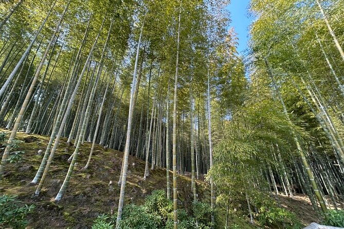 zero-emission-car-private-kyoto-tour-with-japanese-guide