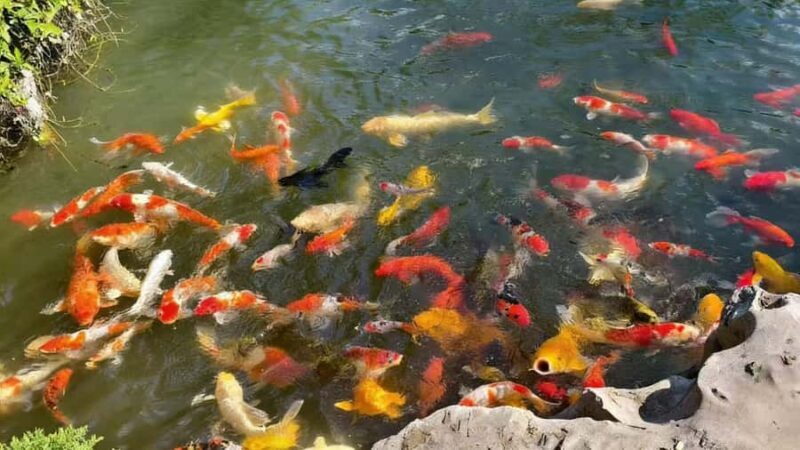 Zhujiajiao Cultural Experience: Boat Ride & Zongzi Making - Key Points