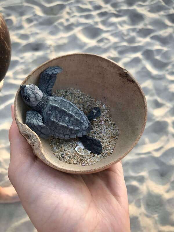 zihuatanejo-guerrero-turtle-release-experience