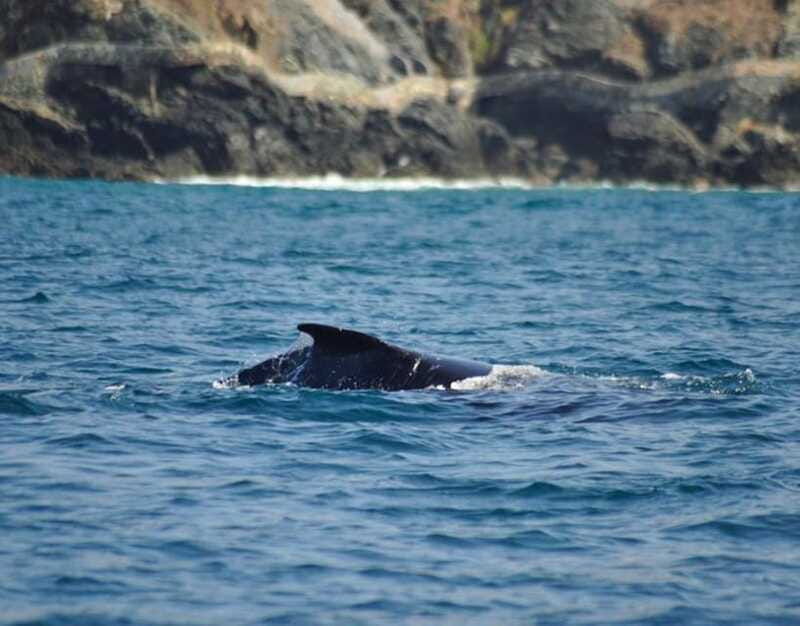 zihuatanejo-marine-life-observation-tour