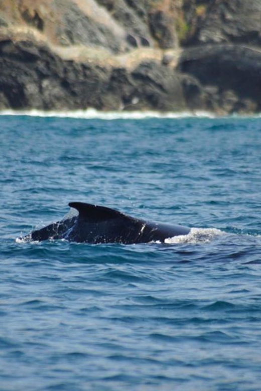 zihuatanejo-marine-life-observation-tour