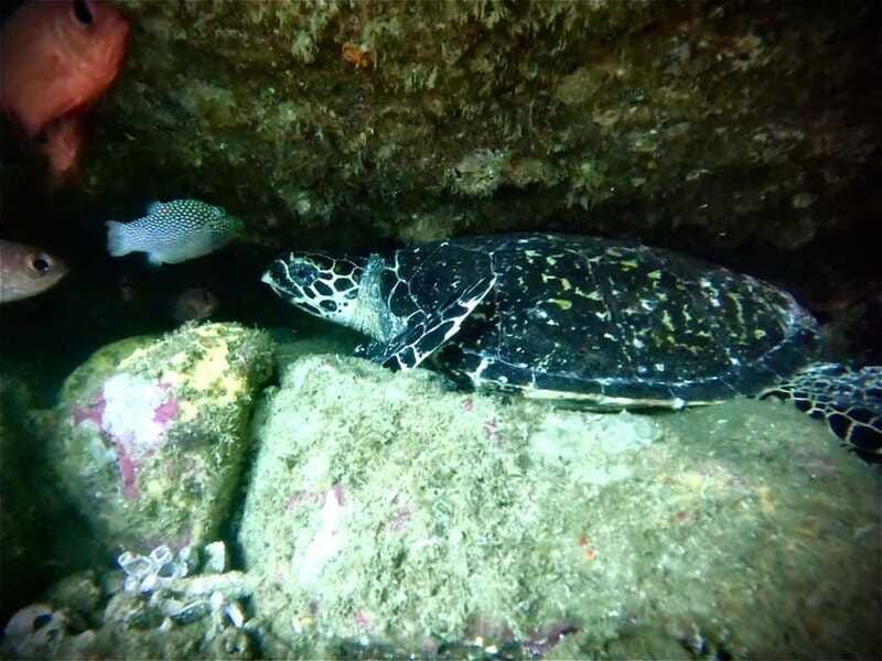 zihuatanejo-snorkeling-in-manzanillo-and-las-gatas