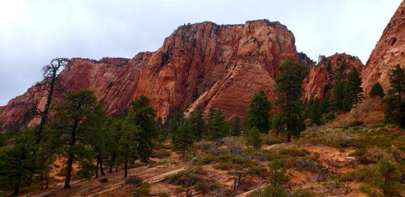 zion-national-park-kolob-terrace-1-2-day-sightseeing-tour