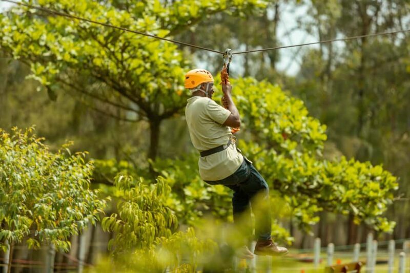 Zipline Adventure - Authentic Insights from Reviewers  