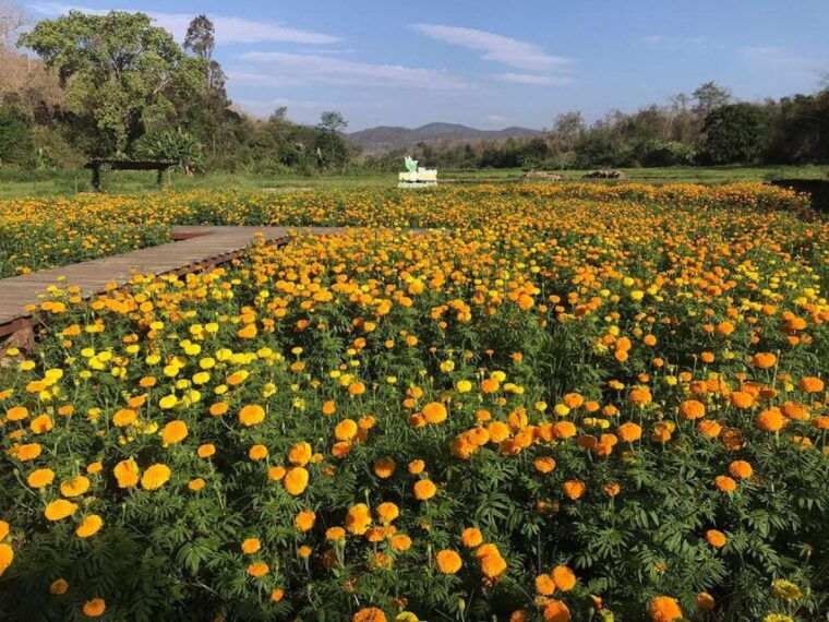 zipline-experience-in-chiang-mai