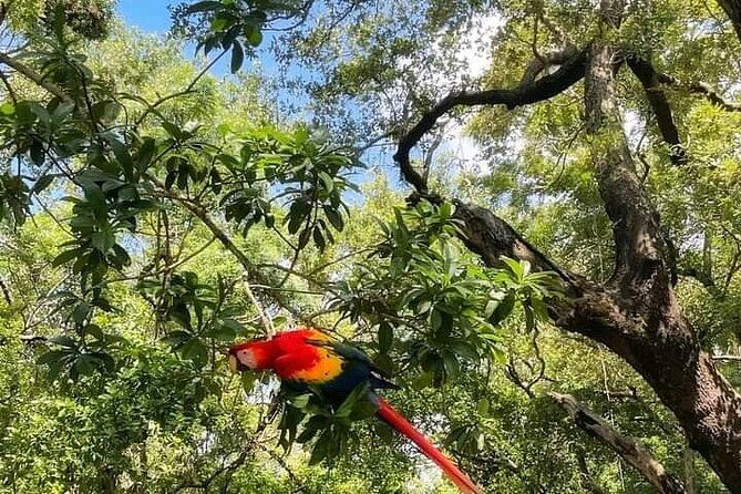 zipline-hiking-and-suspension-bridges-adventure-in-roatan