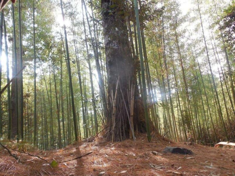 Ziro in a Day: Culture, Craft & Countryside Adventure Tour - Discovering Ziro in a Day: Culture, Craft & Countryside Adventure Tour