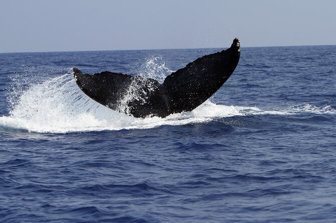 Zodiac Raft Whale Watching Adventure - The Unique Perspective of Smaller Boats