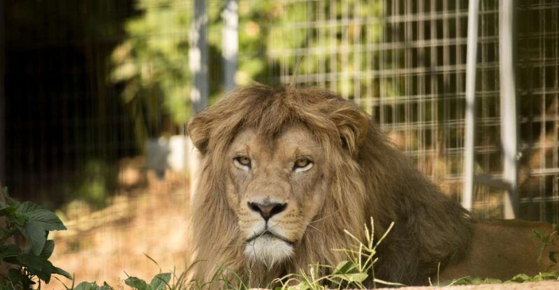 Zoo al Maglio: 1-Day Ticket for the Jungle of Ticino - Pricing and Value Analysis