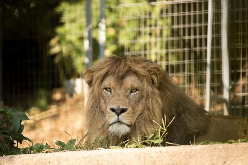 Zoo al Maglio: 1-Day Ticket for the Jungle of Ticino - The Sum Up
