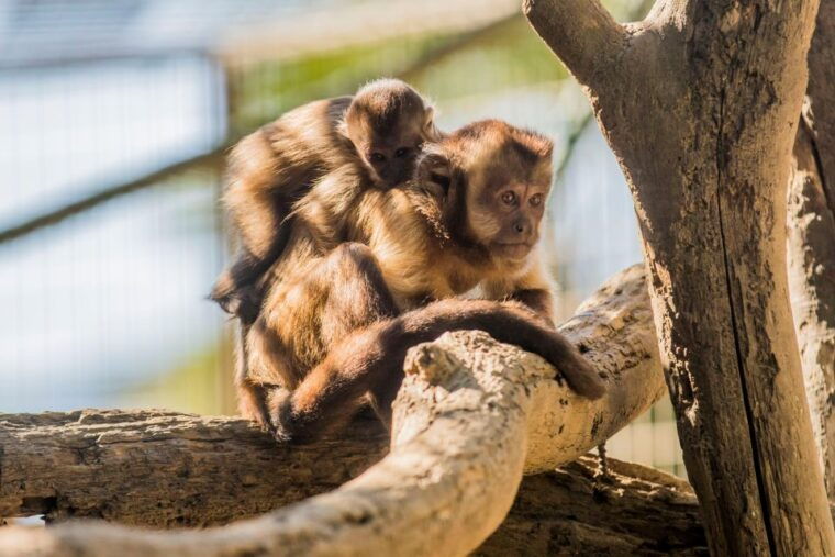 Zoo al Maglio: 1-Day Ticket for the Jungle of Ticino - FAQ