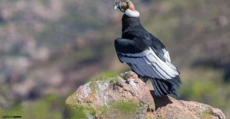 zoo-animal-sanctuary-and-condor-flight-in-cusco
