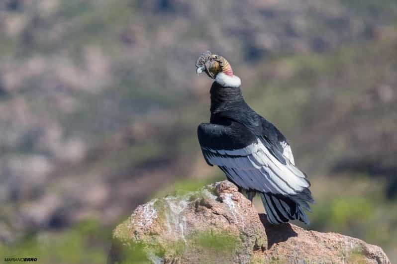 zoo-animal-sanctuary-and-condor-flight-in-cusco