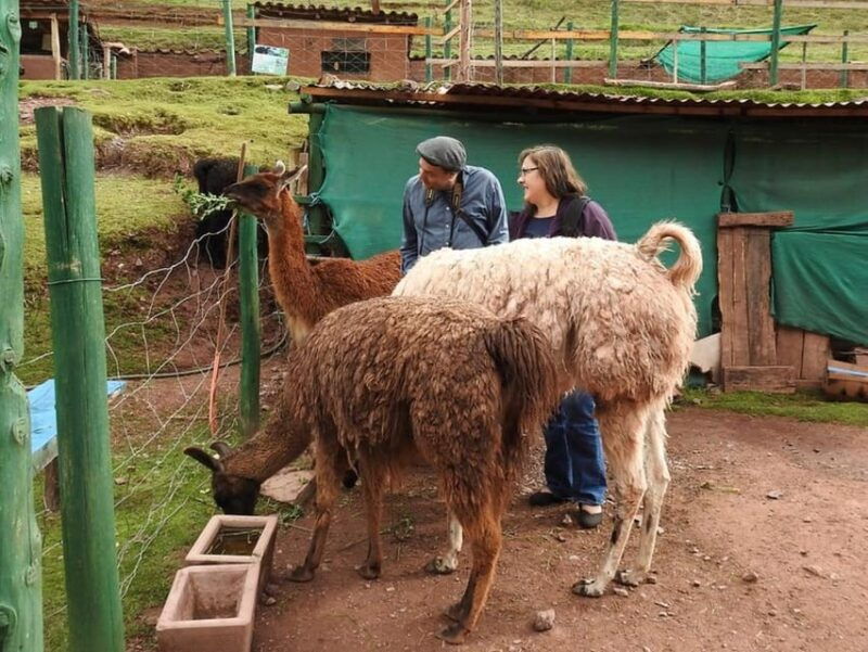 zoo-animal-sanctuary-and-condor-flight-in-cusco