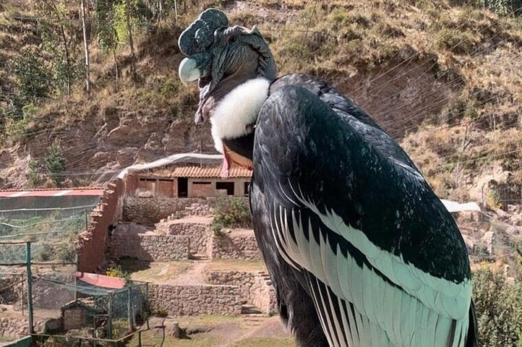 zoo-animal-sanctuary-and-condor-flight-in-cusco