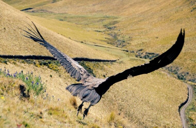 zoo-animal-sanctuary-and-condor-flight-in-cusco
