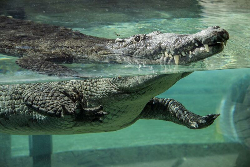 zoo-miami-general-admission-ticket